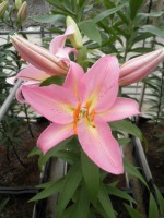 [1788 Fenice No01.JPG]